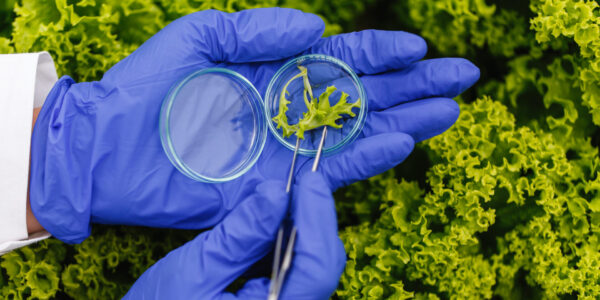 camera di crescita per agronomia